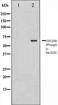 CDC25B (Phospho-Ser323) antibody