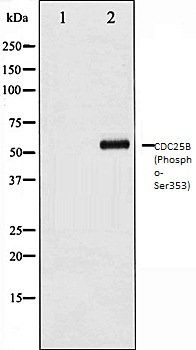CDC25B (Phospho-Ser353) antibody