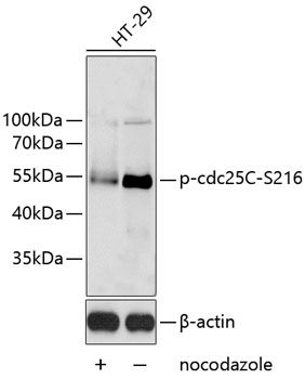 cdc25C (Phospho-S216) antibody