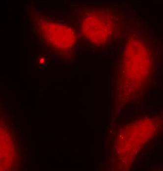 cdc25C (Ab-216) Antibody