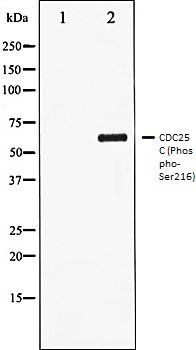 CDC25C (Phospho-Ser216) antibody