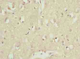 CDC26 Antibody
