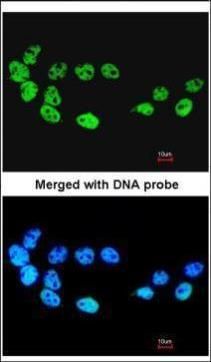 CDC26 antibody [N1C3]