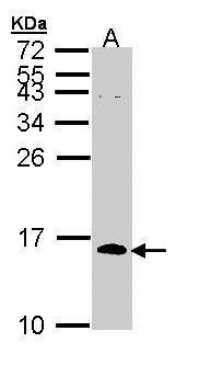 CDC26 Rabbit Polyclonal Antibody