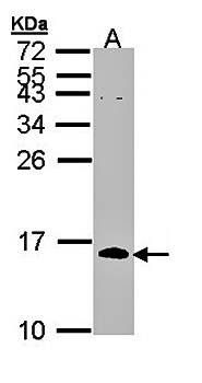 CDC26 antibody