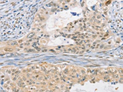 CDC27 Antibody