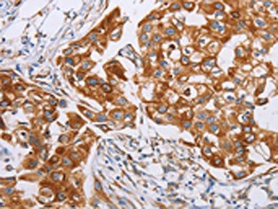CDC27 Antibody