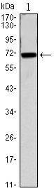 CDC27 Antibody