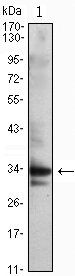 CDC2 Antibody