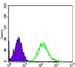 CDC2 Antibody