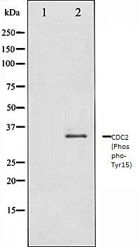 CDC2 (Phospho-Tyr15) antibody
