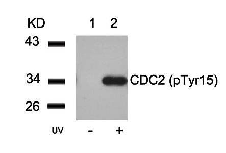 CDC2 (Phospho-Tyr15) Antibody