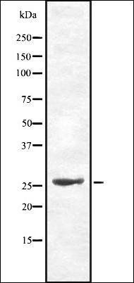 Cdc34 antibody