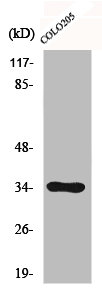 CDC34 antibody