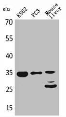 CDC34 antibody