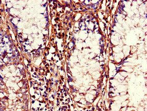 CDC37 Antibody