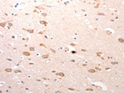 CDC37 Antibody