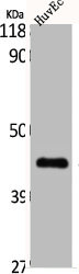 CDC37 Antibody