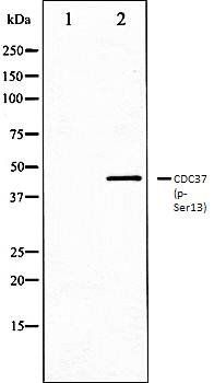 CDC37 (phospho-Ser13) antibody