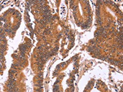 CDC37L1 Antibody