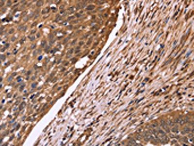 CDC37L1 Antibody