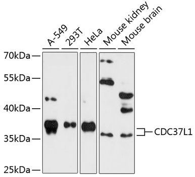 CDC37L1 antibody