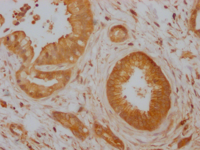CDC42 Recombinant Monoclonal Antibody