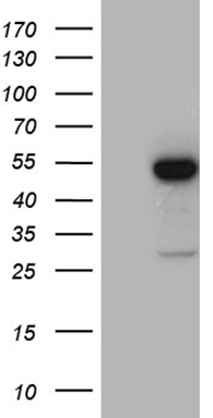 CDC42 binding protein kinase alpha (CDC42BPA) antibody
