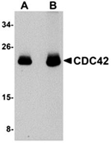 CDC42 Antibody