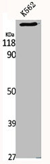 CDC42BPA antibody