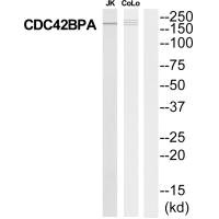 CDC42BPA antibody