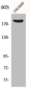 CDC42BPB Antibody