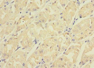 CDC42EP2 antibody