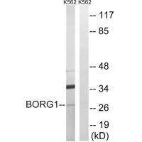 CDC42EP2 antibody