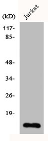 CDC42EP5 Antibody