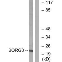 CDC42EP5 antibody