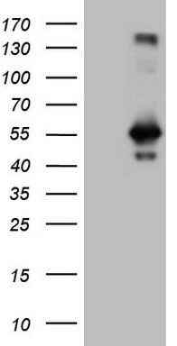 CDC42SE2 Antibody