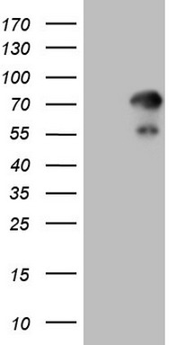 CDC42SE2 Antibody