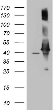CDC42SE2 Antibody