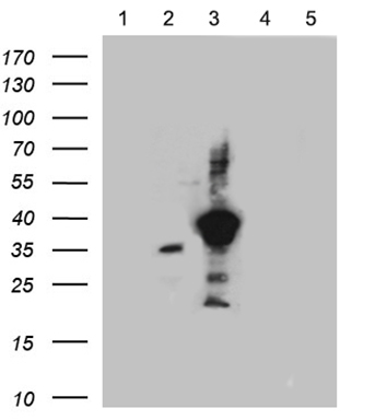 CDC42SE2 Antibody