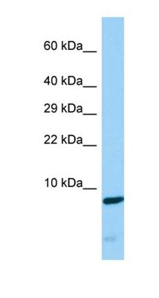 CDC42SE2 antibody