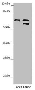 CDC45 Antibody