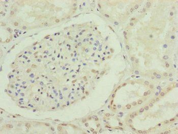 CDC45 Antibody