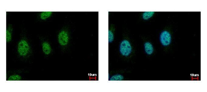 CDC45L antibody