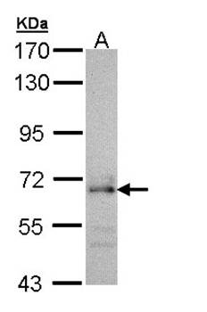 CDC45L antibody