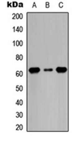 CDC6 (phospho-S54) antibody