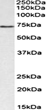 Goat anti-CDC6 Antibody