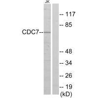 CDC7 antibody
