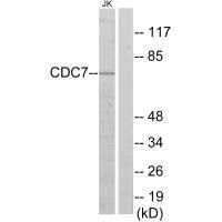 CDC7 Antibody