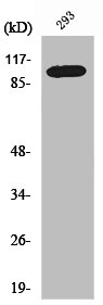 CDCA2 antibody